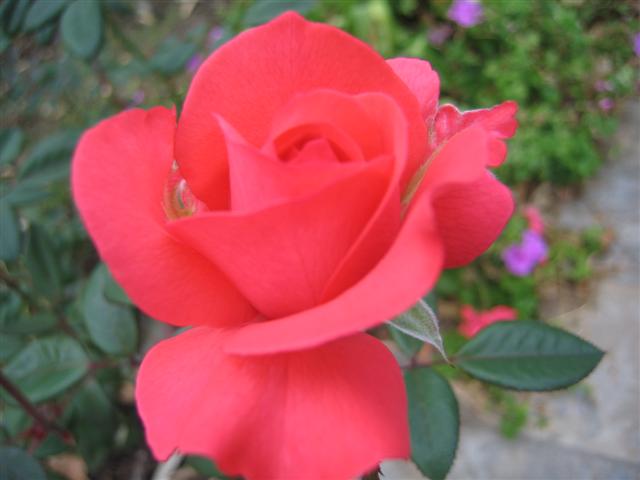 Rosa hybrid 'Spellbound'